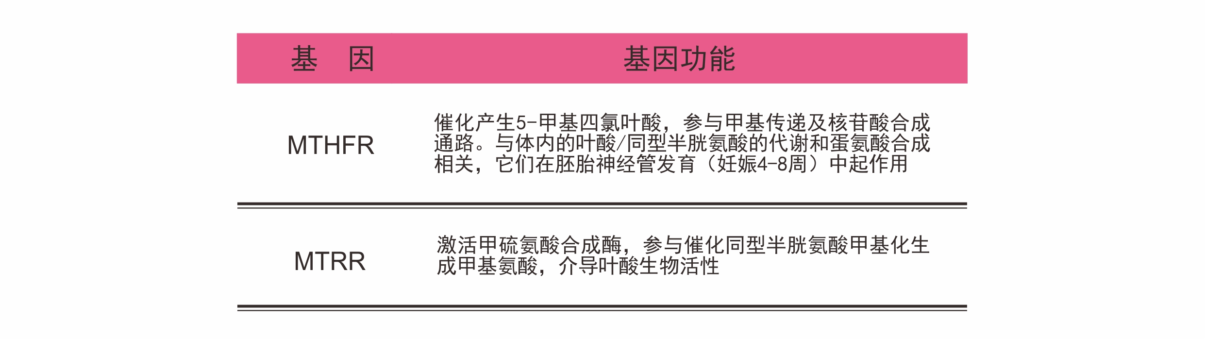 叶酸代谢能力基因检测